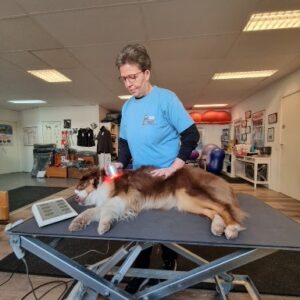 Genoptræning af hund efter skade eller operation