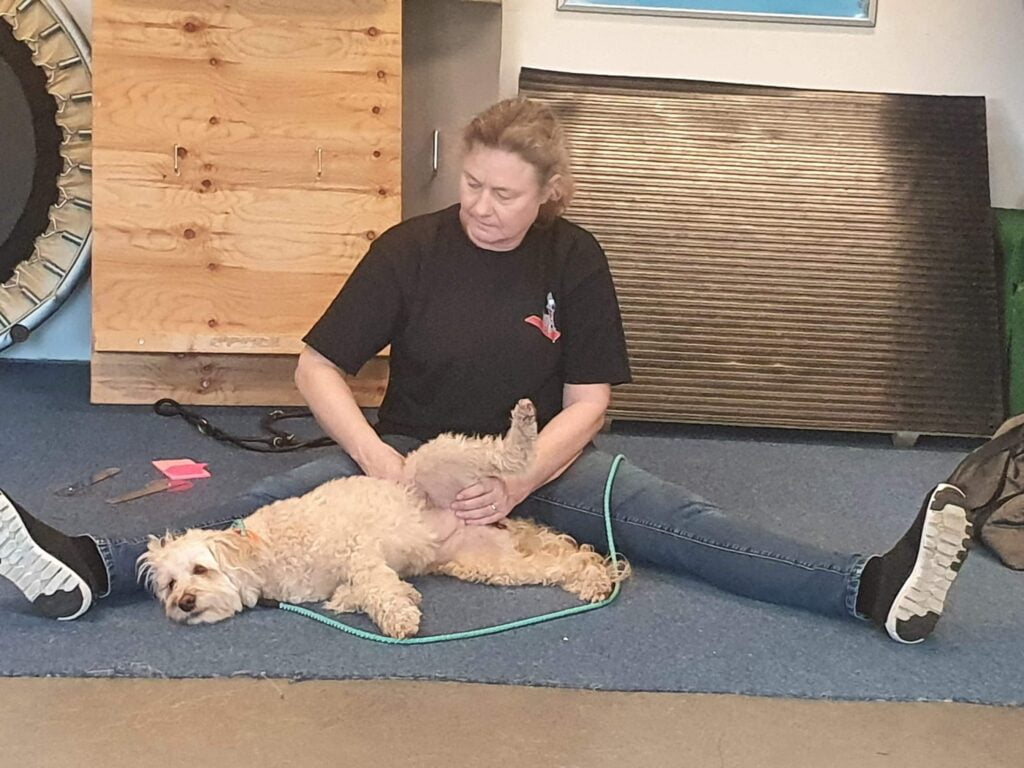 Hundemassage