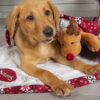 Scruffs santa paws tæppe