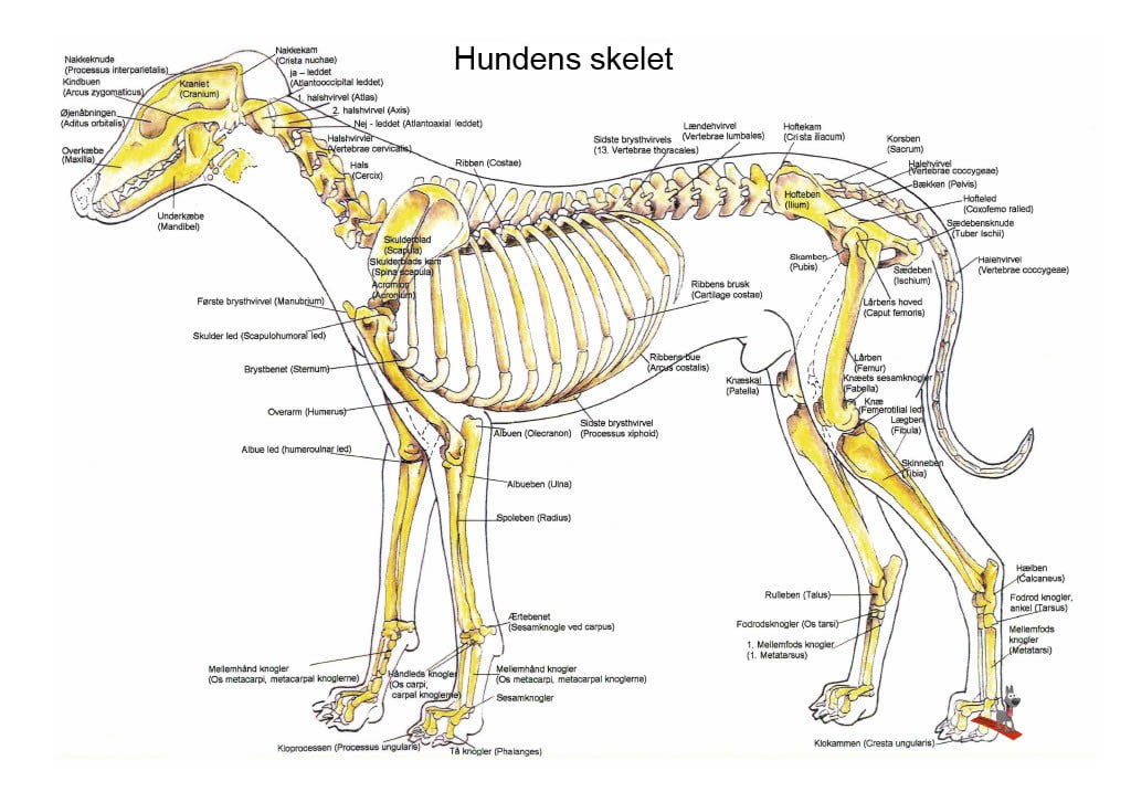 Hunde skelet plakat -