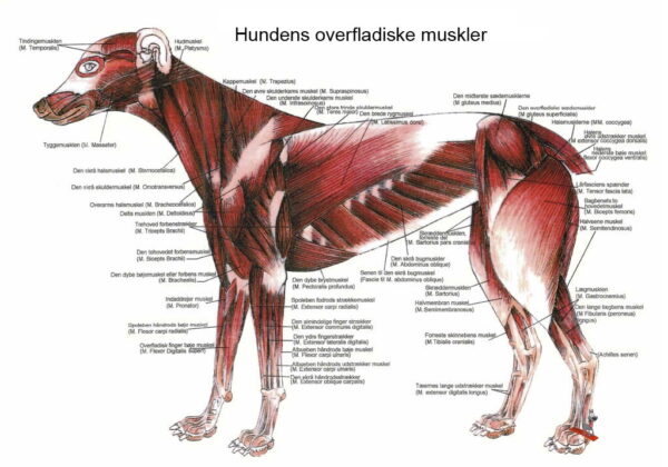 Muskler hund