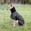 Whippet dækken
