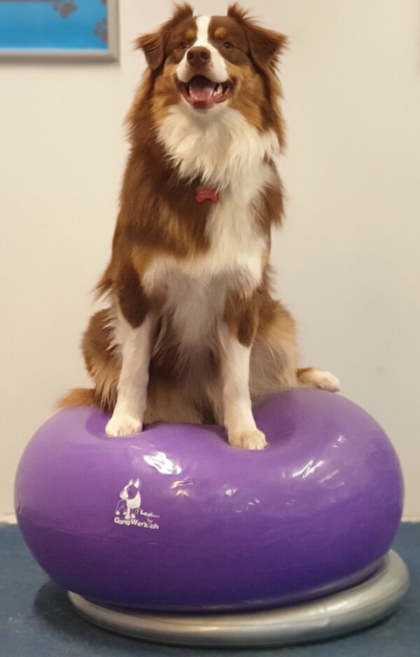 FitPAWS Donut holder