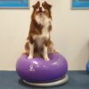 FitPAWS Donut holder