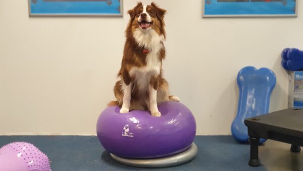 FitPAWS Donut holder