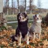 Siccaro tørredragt til hunde