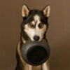 District 70 BAMBOO Dog Bowl