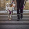 Walk Pro sele