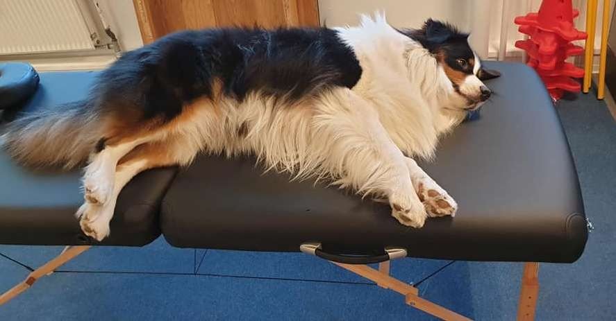 Dyrlæge eksamineret hundemassør