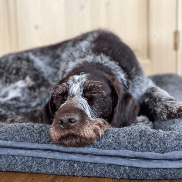 Canalana hundeseng med forhøjet kant