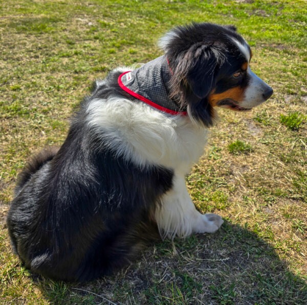 Cooling-Bandana - Billede 5