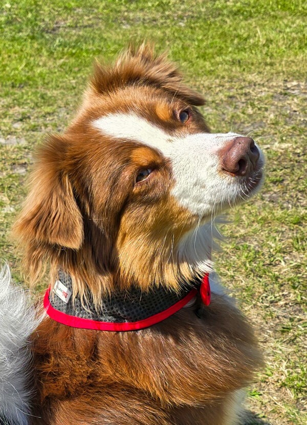 Cooling-Bandana - Billede 3