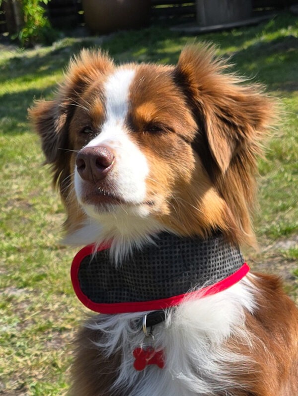 Cooling-Bandana - Billede 2