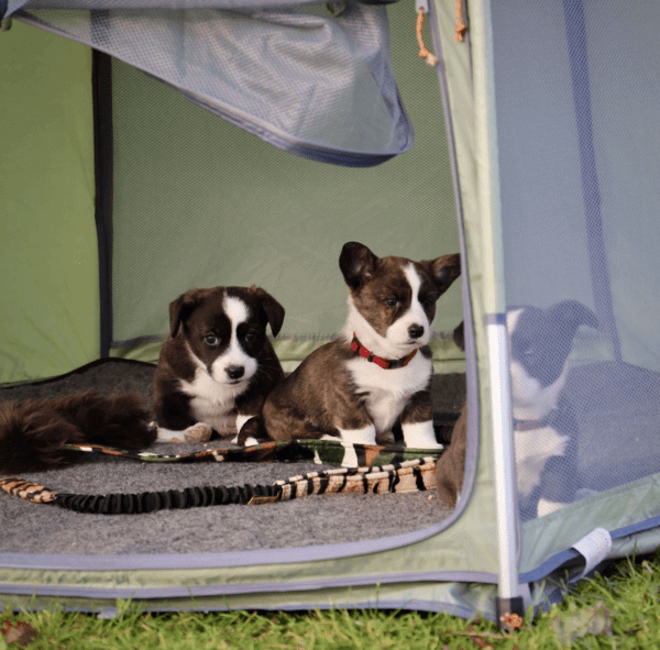 SmartHouse popup hundetelt