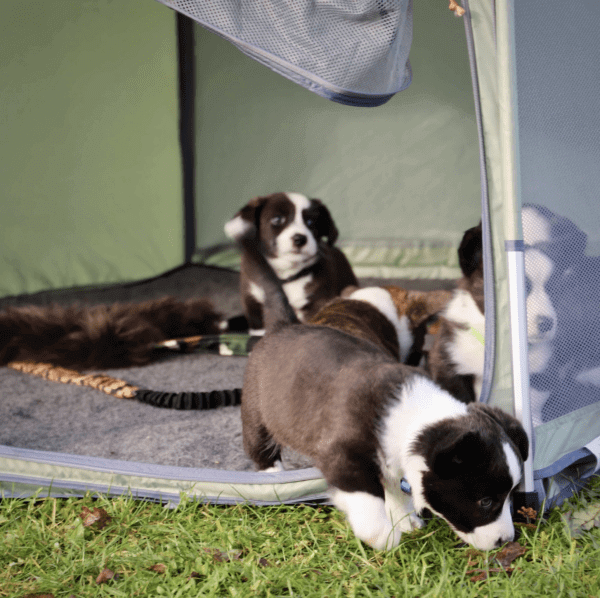 SmartHouse popup hundetelt