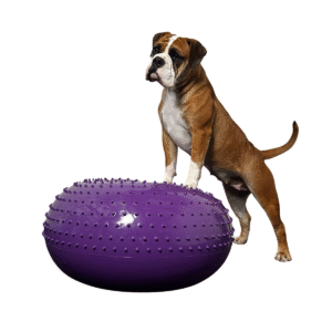 Flexiness SensiDonut Purple