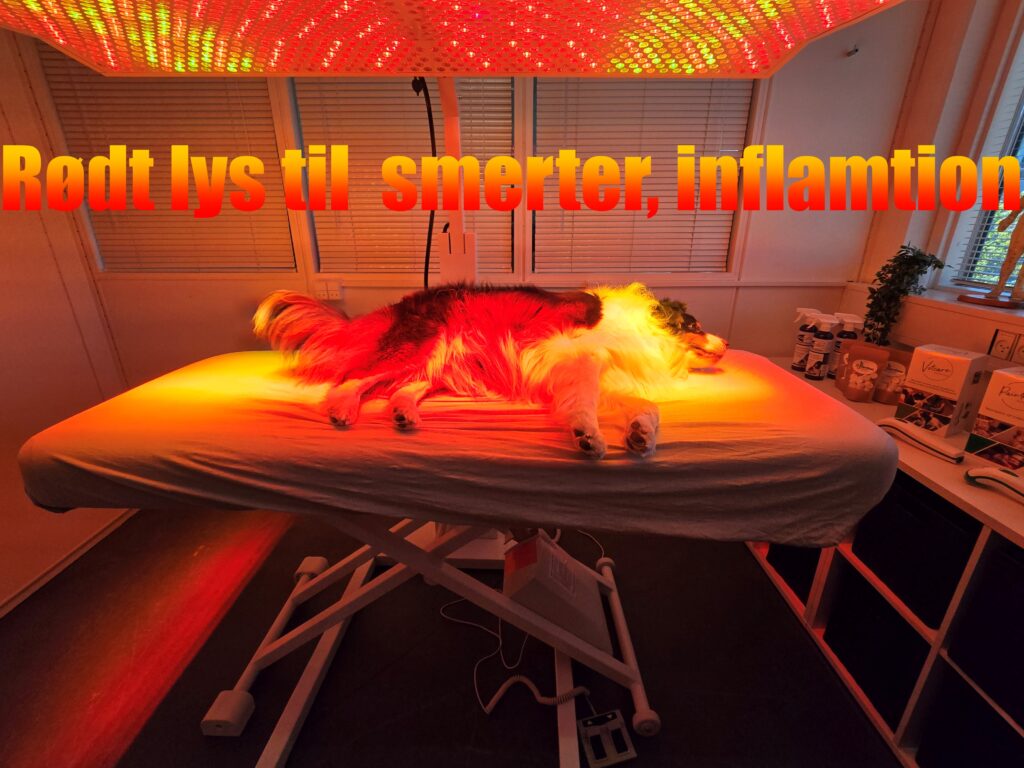 BodyPRO BIO® – Fremtidens lysbehandling