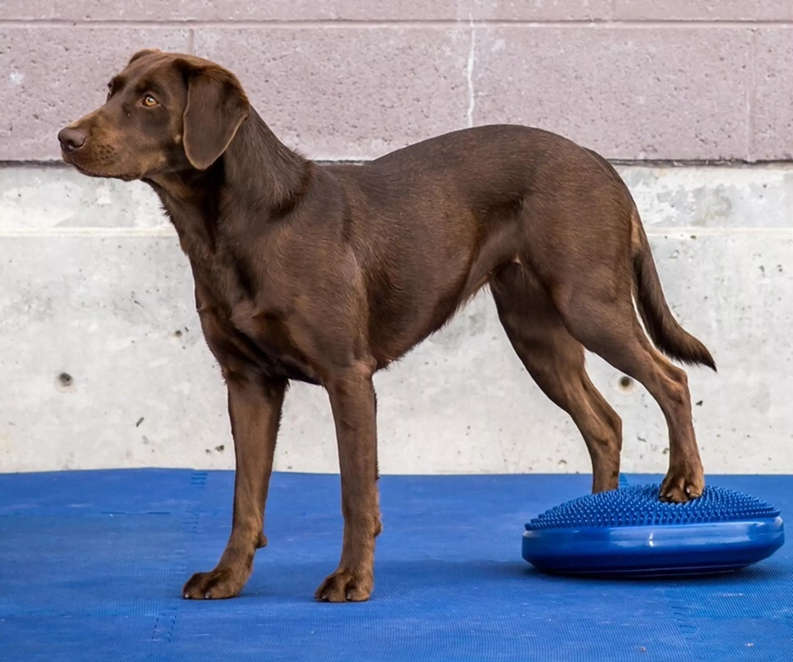 FitPAWS Balance Disc Blå - Billede 2