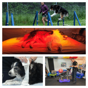 Hold din tjenestehund i topform!