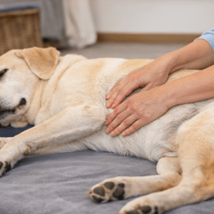 Organterapi til hunde – skånsom behandling med fokus på årsagen
